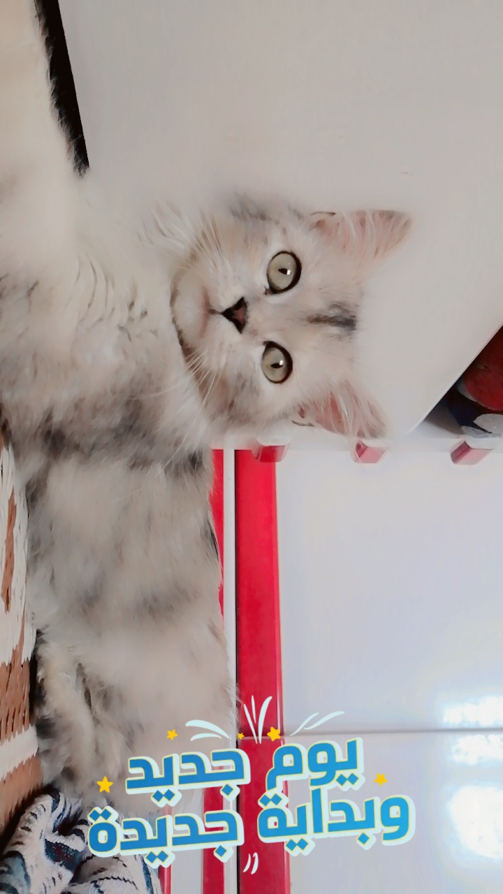 مدينة القطط